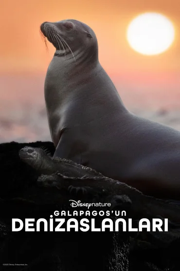 Sea Lions of the Galapagos